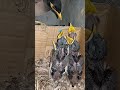 Sweet Moments With Myna Bird Babies P 15 Shorts Shortsvideo Trendingshorts Short