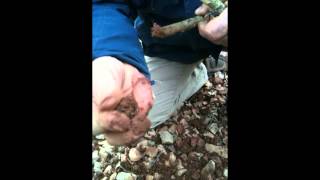 preview picture of video 'Recherche de truffes au cochon !'