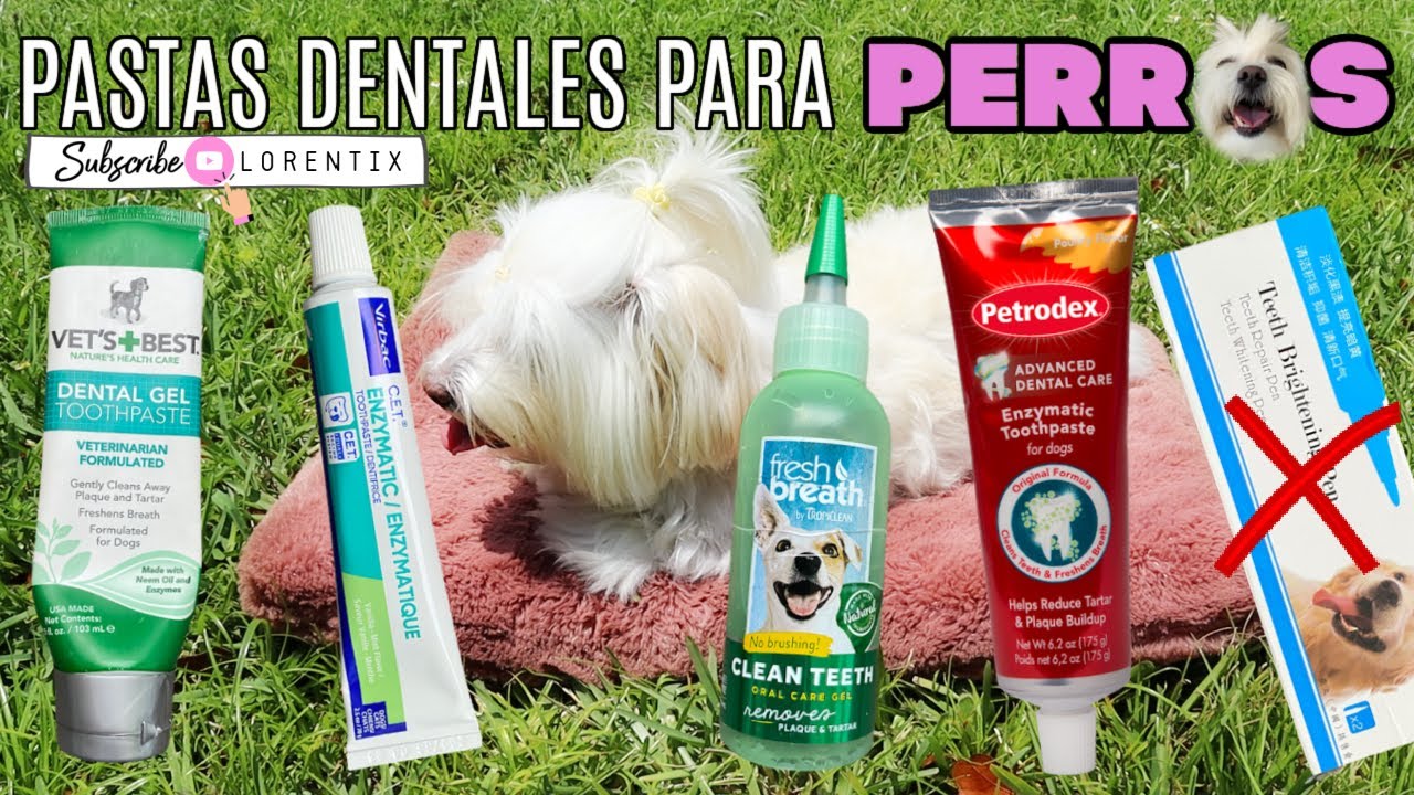 Estas PASTAS DENTALES para PERROS te RECOMIENDO en 2021, 1 NO sirve, Coton de Tulear I Lorentix