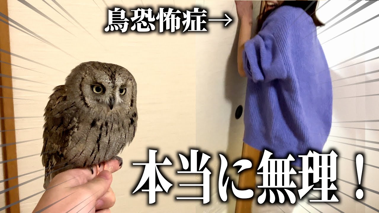 鳥恐怖症の妻に初めてフクロウを合わせてみた結果…