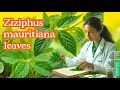 ZIZIPHUS MAURITIANA Leaves Benefits