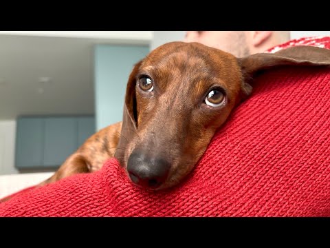 Cozy, Christmasy snuggle session with a mini dachshund