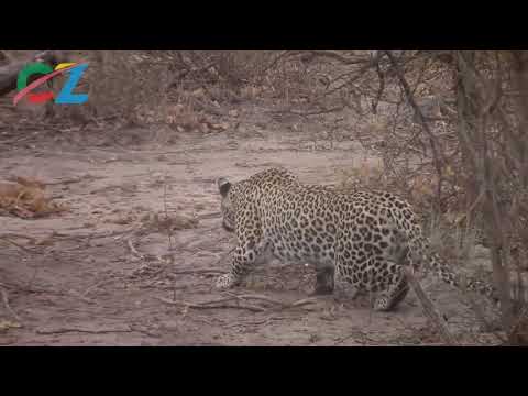 Leopard Hunting Prey (Grey Duiker)