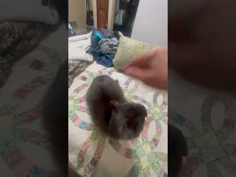 Selina-Fluffy Sweetness, an adoptable Domestic Long Hair & Nebelung Mix in Arlington, VA_image-1