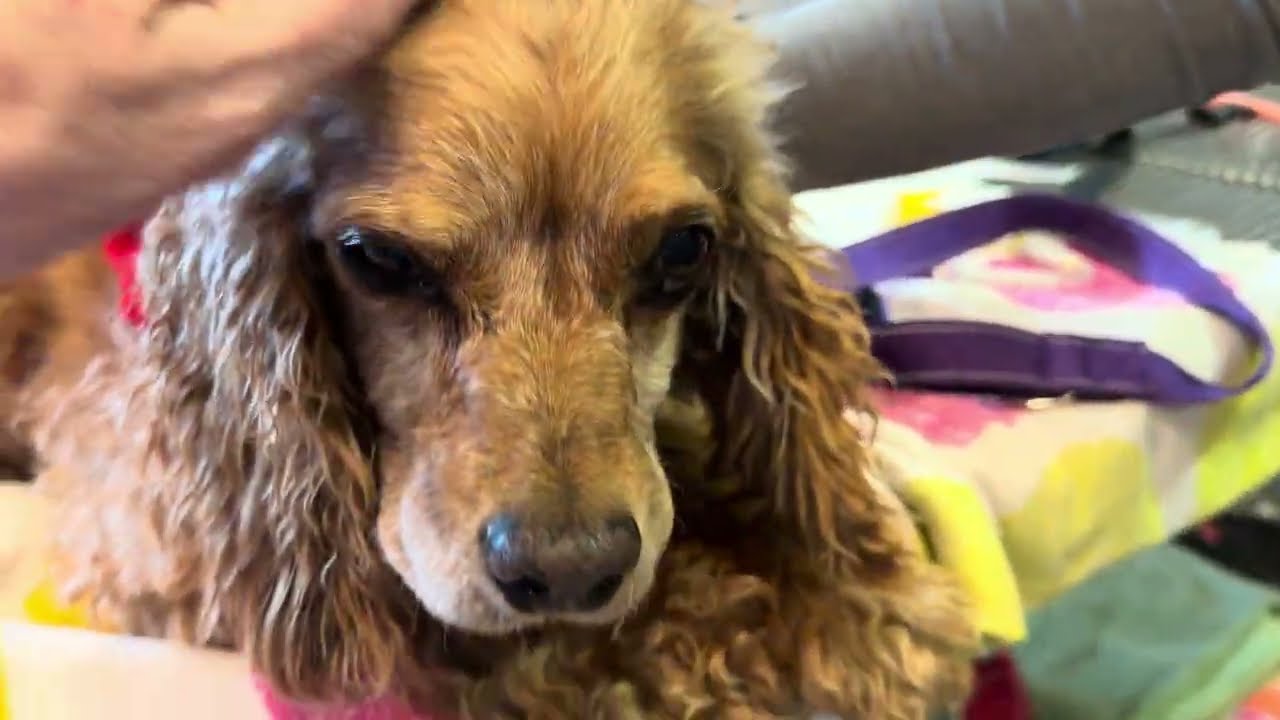 Enlarge Lady, a Adoptable mixed breed in South San Francisco, CA video 5/5