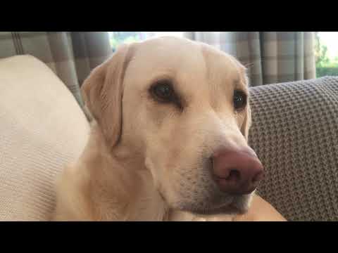 Olive and Mabel - The trust of dogs.