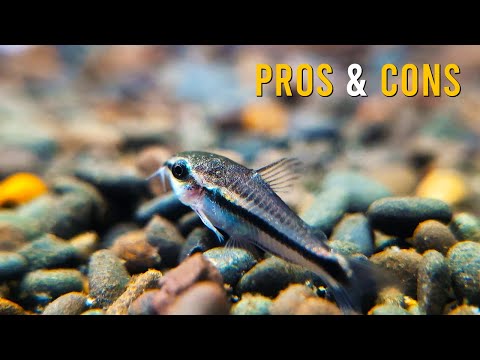 Pygmy Corydoras — Corydoras pygmaeus