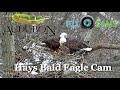 Pittsburgh Hays Bald Eagle Camera Live Cam