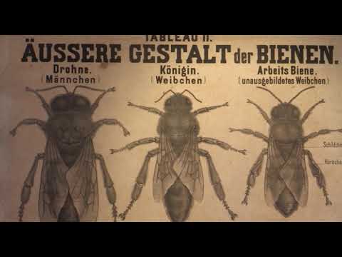 Boja meda ep.3 28.03.2018. - Podela rada u pčelinjem društvu,  Muzej Pčelarstva...