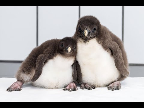Pinguin-Küken im Tiergarten Schönbrunn