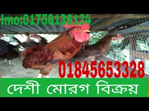 download lagu mp3 mp4 Jubo Ch, download lagu Jubo Ch gratis, unduh video klip Jubo Ch