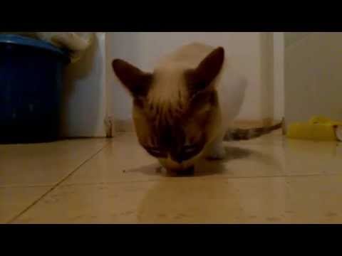 Cat eating Peas, Rice and Corn - YouTube