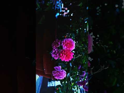 tiktok.com/@chintan.budha