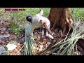 Begiga Bemban Enggau Ngumpul Buah Sabung Borneo Dayak Sarawak