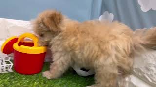 ハーフ犬の動画01