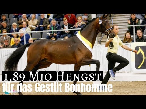 1,89 Mio Hengst 😱 | für das Gestüt Bonhomme | demnächst unter Lena Waldmann zu sehen?