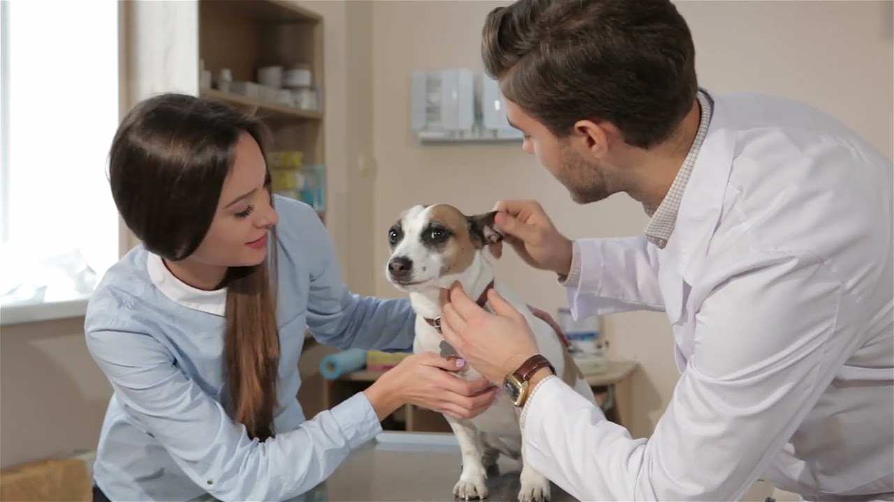 Esterilizacion de mascotas (Mascotizate Latam.Tv)