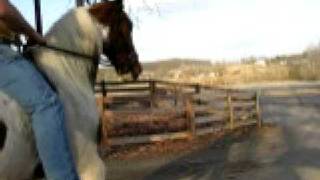 preview picture of video 'Fox's Go Boy  -a/k/a-Sundance-Scott riding with leadrein only -  Backing Up!'