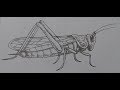 How To Draw a grasshopper with pencil  Step By Step Easy