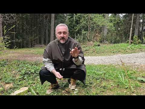 Podbel, biljka za lečenje kašlja i bronhitisa