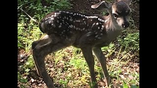 Fawn rescued