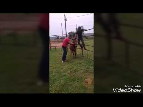 Top 10 tombos de cavalo