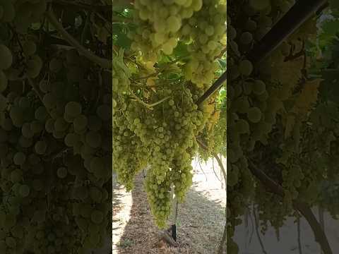 Parreiras de uva em Santa Terezinha Abdon Batista SC. 🍇🙏 #uvas