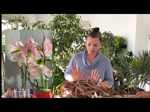 🪴 Taking Amaryllis out of Dormancy 🪴