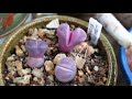 Growing Lithops from Seeds ONE YEAR UPDATE