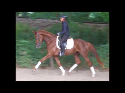 LITTLE HOLLYWOOD 4j. St. v. Londontime - Brentano II VB 4.800,- Euro