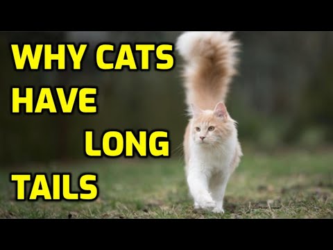 Why Do Some Cats Have Really Long Tails?