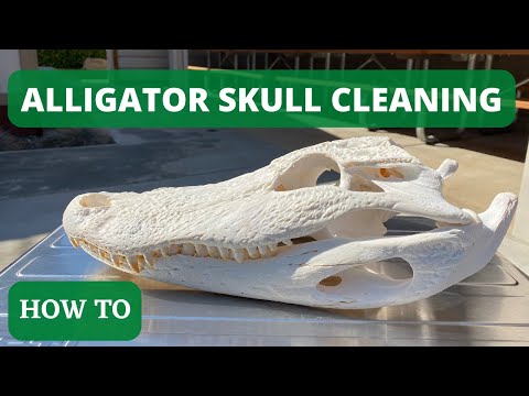 HOW TO CLEAN AN ALLIGATOR SKULL
