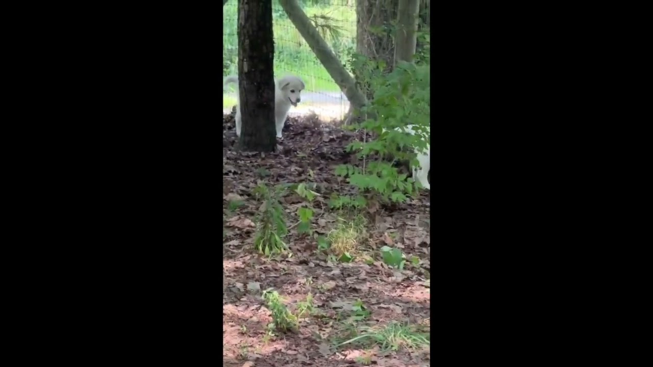 Rhea in OH - People-loving Explorer, an adopted mixed breed in Bellevue, OH video 3/4