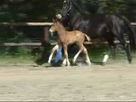 Hengstfohlen von Royal Classic - Show Star - Florestan