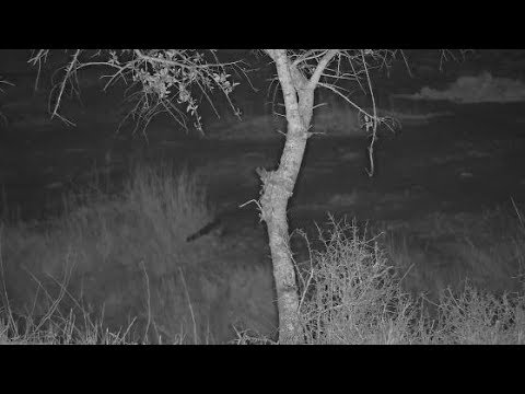 Djuma: Genet - 03:02 - 10/15/19