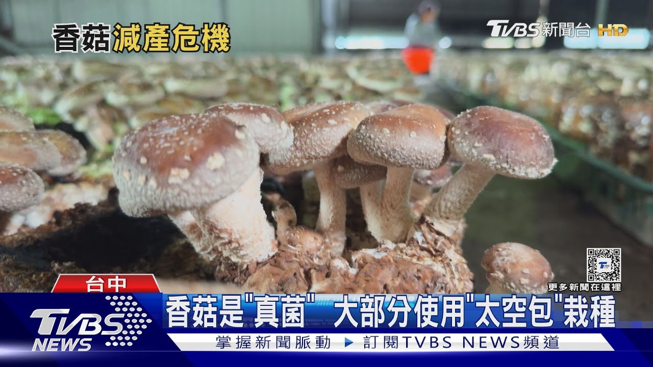 要吃要快! 台灣香菇面臨「減產危機」菇農憂無菇可採