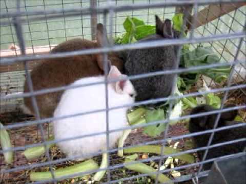 download lagu mp3 mp4 Frozen Rabbits For Sale Near Me, download lagu Frozen Rabbits For Sale Near Me gratis, unduh video klip Frozen Rabbits For Sale Near Me
