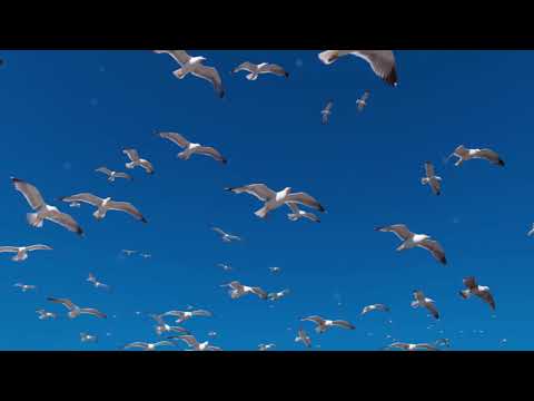 Deus tem um plano - Marco Aurélio