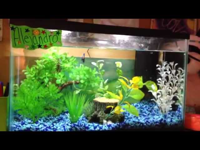 10 gallon betta fish tank