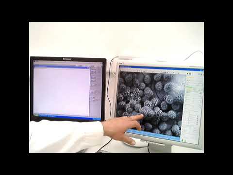 Forensic investigations in the SEM - Live Demonstration