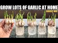 How to Grow Garlic in Water | QUICK N EASY WAY | FULL GUIDE