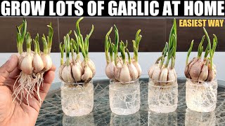How to Grow Garlic in Water | QUICK N EASY WAY | FULL GUIDE