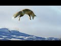 Fox Dives Head First In To Snow Planet Earth II BBC Earth