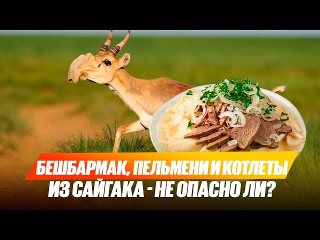 Бешбармак, пельмени и котлеты из сайгака – не опасно для здоровья?
