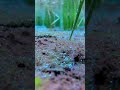 New WhatsApp Status Video Kisan Kheti Status Short