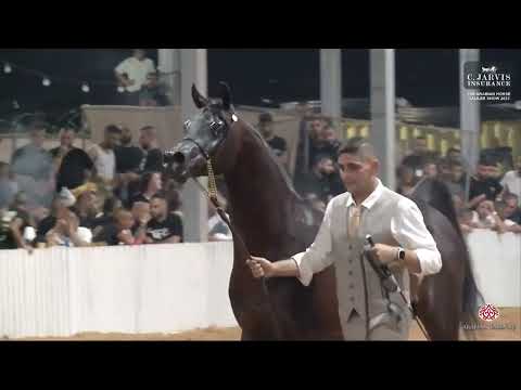 N 224 KENAN AL FARID   The Arabian Horse Galilee Show 2023   Stallions 5 Years Old Class 24