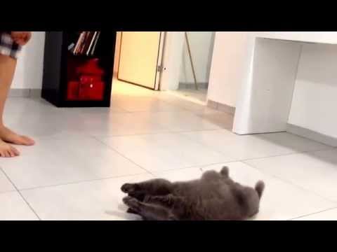 Nala- Cat playing dead