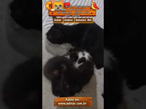 Vídeo de Preta, Scar, Negresco, Batman, Desespero, e os filhotes ainda não tem nome