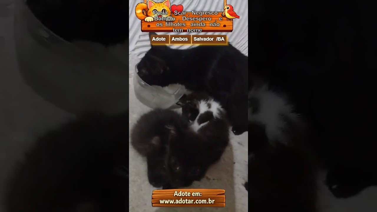 Gato raça SRD-ViraLata idade 7 a 11 meses nome Preta, Scar, Negresco, Batman, Desespero, e os filhotes ainda não tem nome