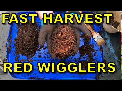 Red Wigglers - Light Harvest Method - When you need Castings FAST